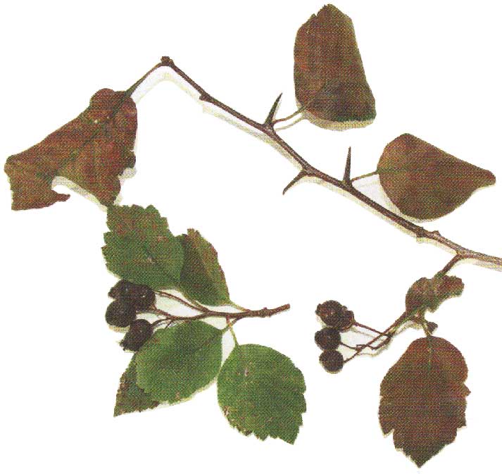 Mustamarjaorapihlaja